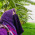أ. سارة عبدالمنعم